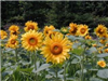 Sunflowers in the Community Gardens