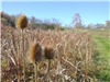 Guilderland Parks Pcture of a Burdock in the Fall