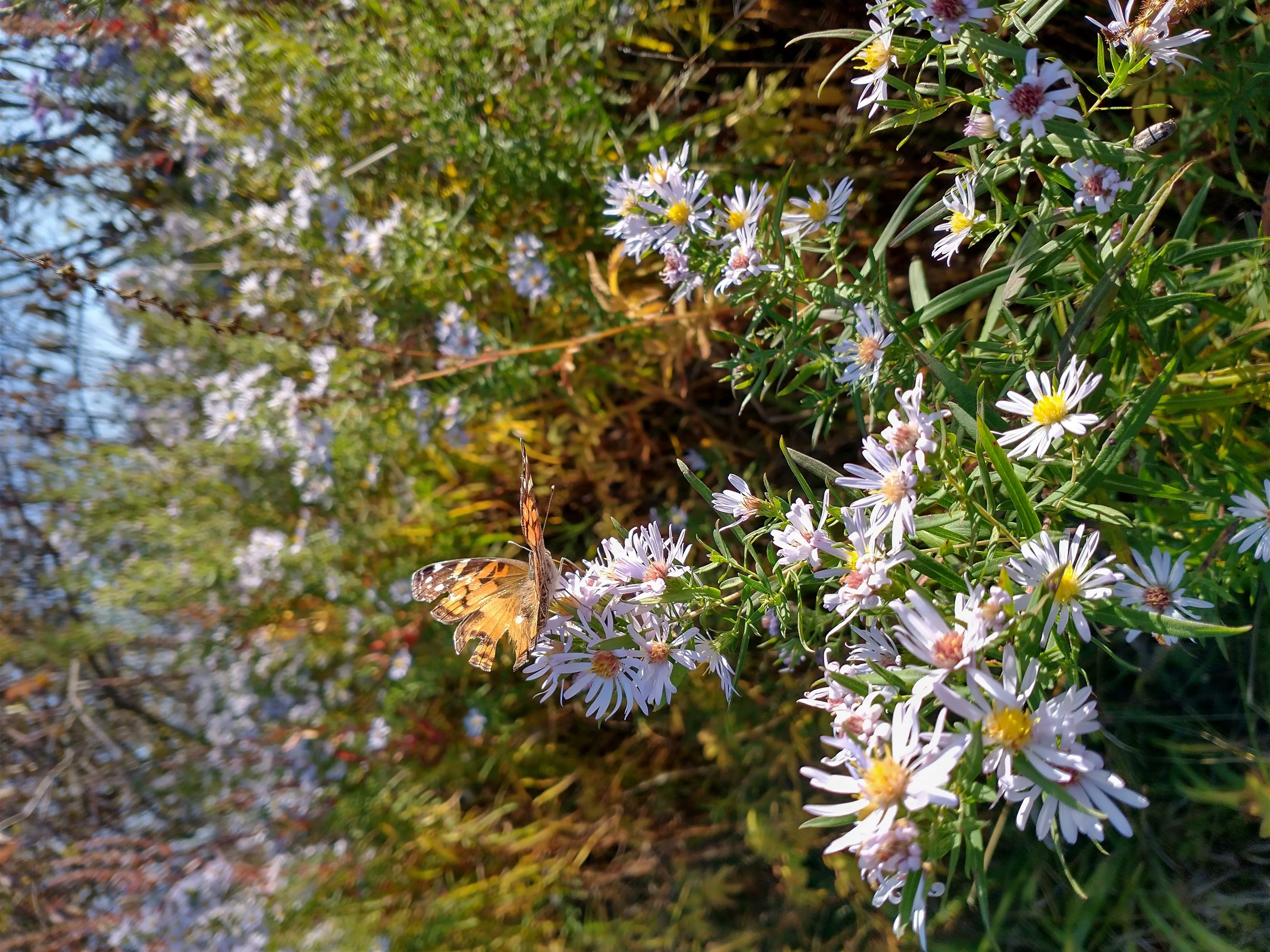 Butterfly at Vosburgh Trails
