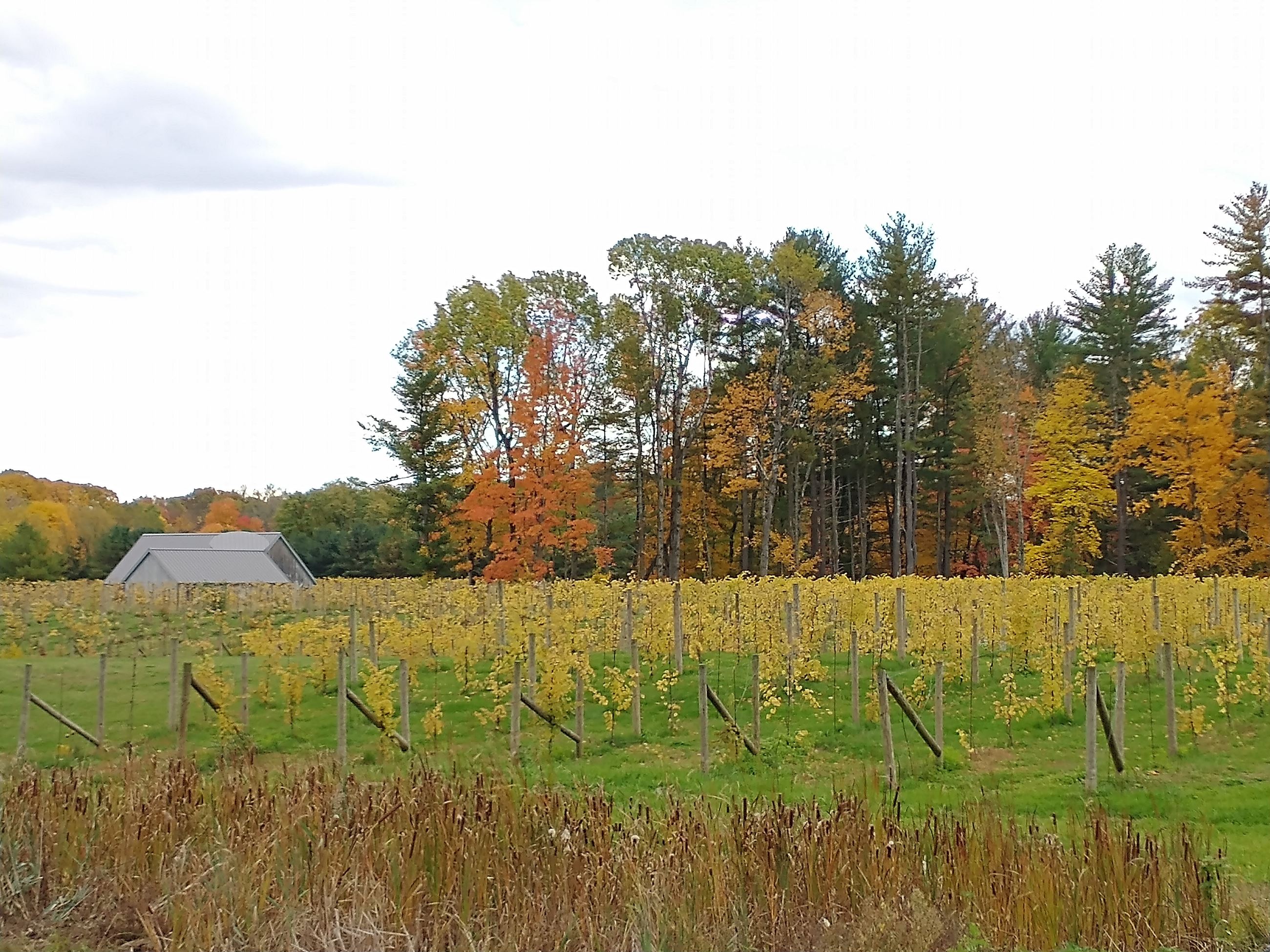 Clover Pond Vineyard Fall Crops